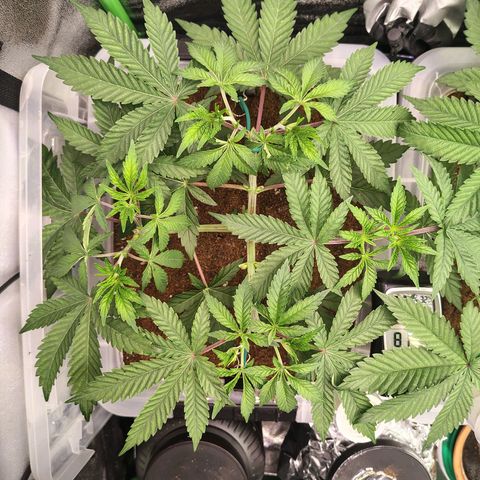 Crescendo Rbx1 growlog timeline photo