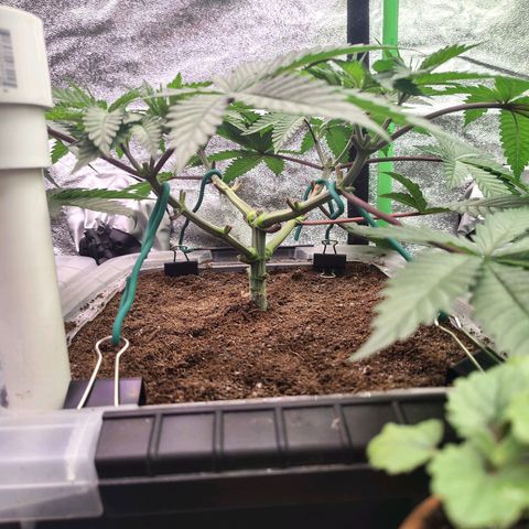 Crescendo Rbx1 growlog timeline photo