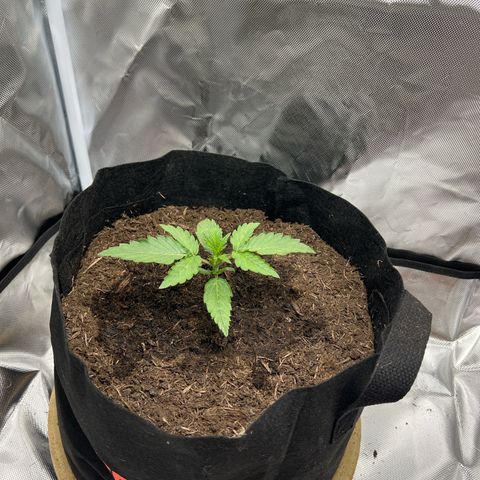 Sweet ZZ Automatic growlog timeline photo