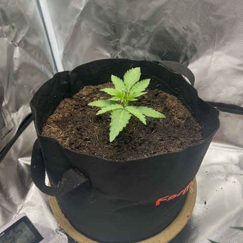 Sweet ZZ Automatic growlog timeline photo