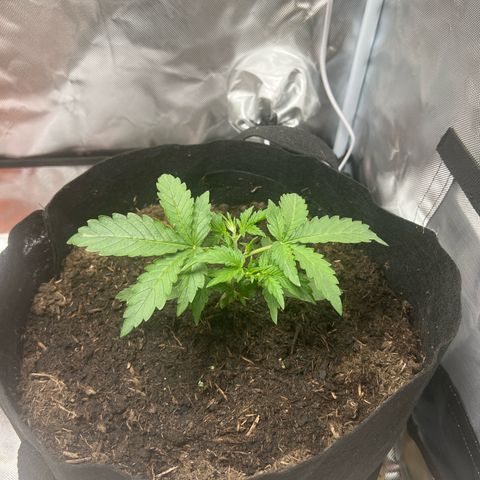 Sweet ZZ Automatic growlog timeline photo