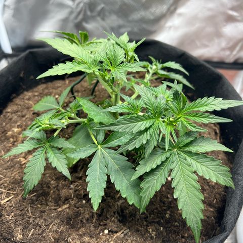 Sweet ZZ Automatic growlog timeline photo