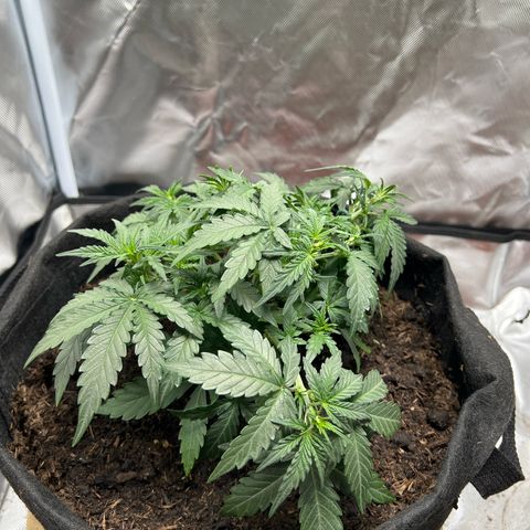 Sweet ZZ Automatic growlog timeline photo