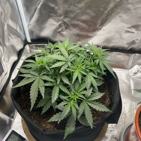 Sweet ZZ Automatic growlog timeline photo