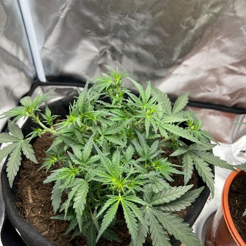 Sweet ZZ Automatic growlog timeline photo