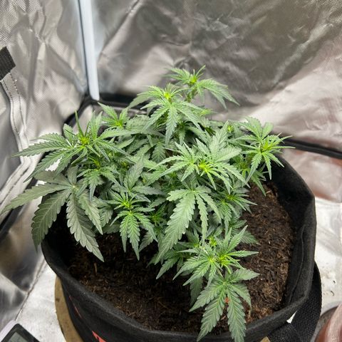 Sweet ZZ Automatic growlog timeline photo