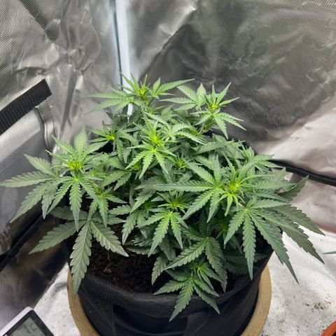 Sweet ZZ Automatic growlog timeline photo