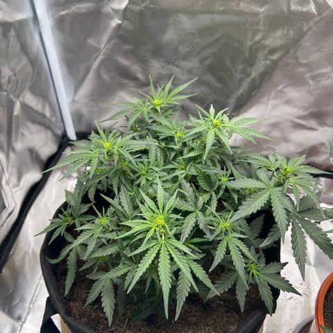 Sweet ZZ Automatic growlog timeline photo