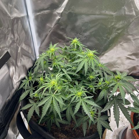 Sweet ZZ Automatic growlog timeline photo