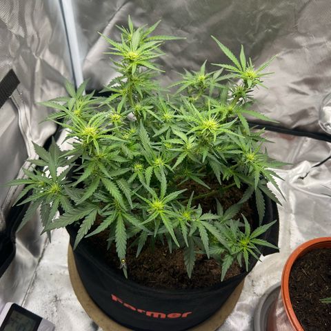 Sweet ZZ Automatic growlog timeline photo