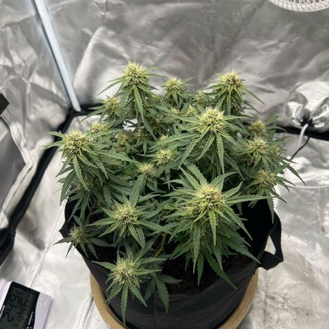 Sweet ZZ Automatic growlog timeline photo