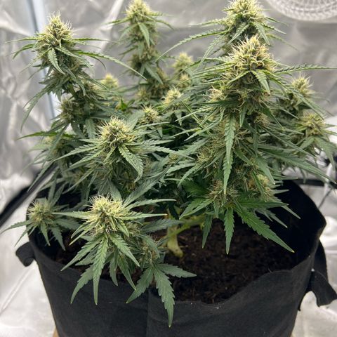 Sweet ZZ Automatic growlog timeline photo
