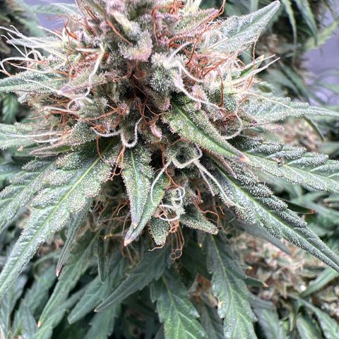 Sweet ZZ Automatic growlog timeline photo