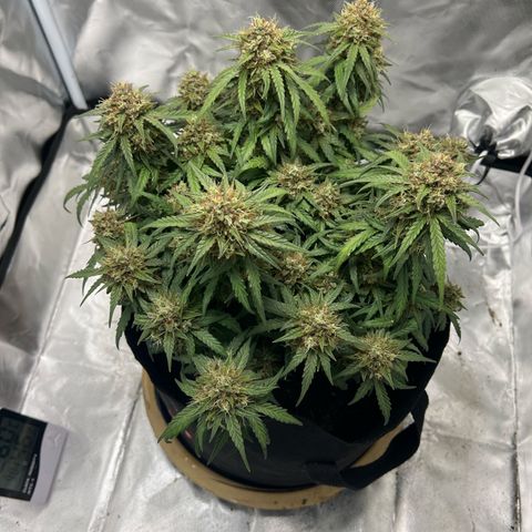 Sweet ZZ Automatic growlog timeline photo