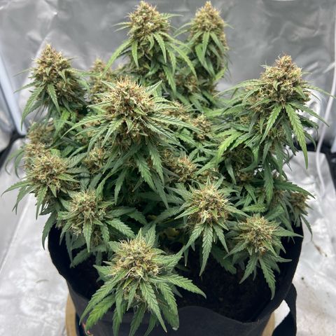 Sweet ZZ Automatic growlog timeline photo