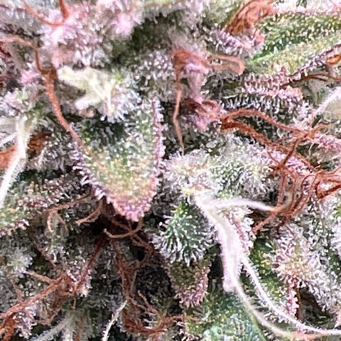 Sweet ZZ Automatic growlog timeline photo