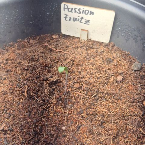 Passion Fruitz #1 growlog photo: 4,5cm