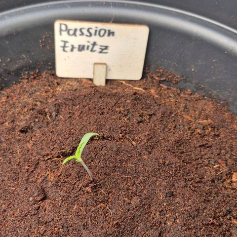 Passion Fruitz #1 growlog timeline photo