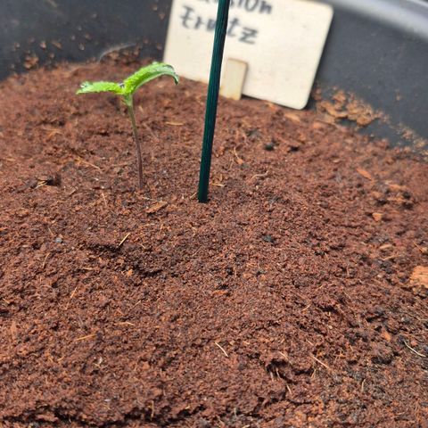Passion Fruitz #1 growlog timeline photo