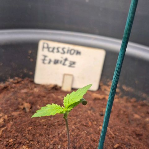 Passion Fruitz #1 growlog timeline photo
