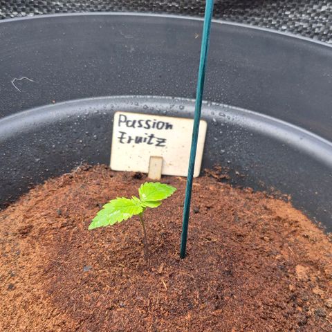 Passion Fruitz #1 growlog timeline photo