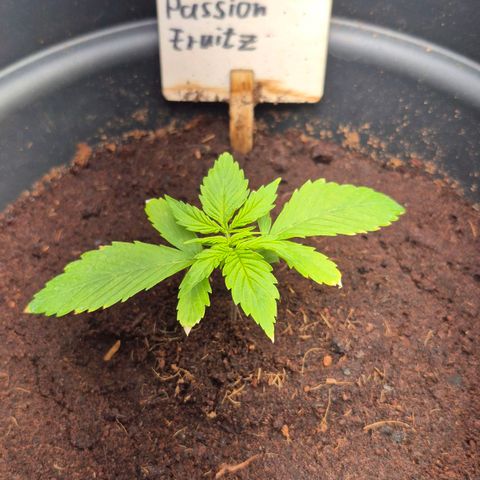 Passion Fruitz #1 growlog timeline photo