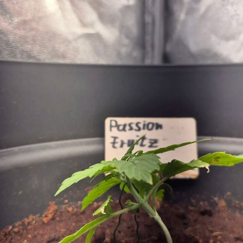 Passion Fruitz #1 growlog photo: LS-Training