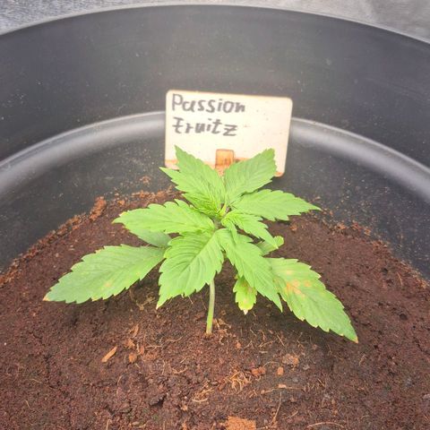 Passion Fruitz #1 growlog timeline photo