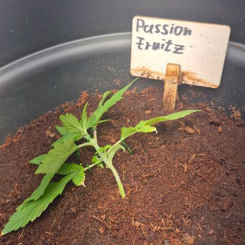 Passion Fruitz #1 growlog photo: LST