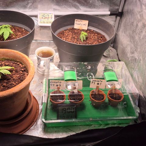 Passion Fruitz #1 growlog timeline photo