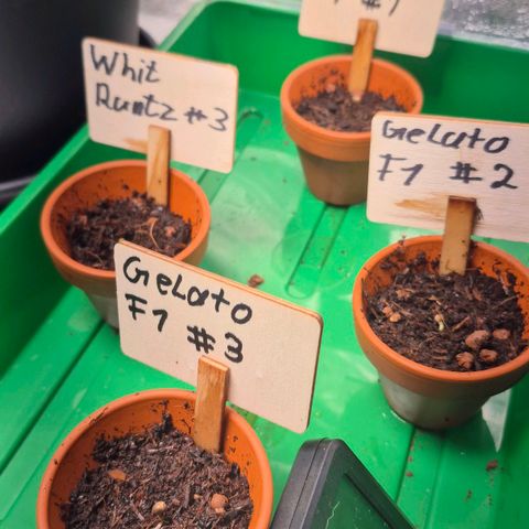 Passion Fruitz #1 growlog timeline photo