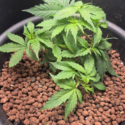 Passion Fruitz #1 growlog photo: Hoffnung