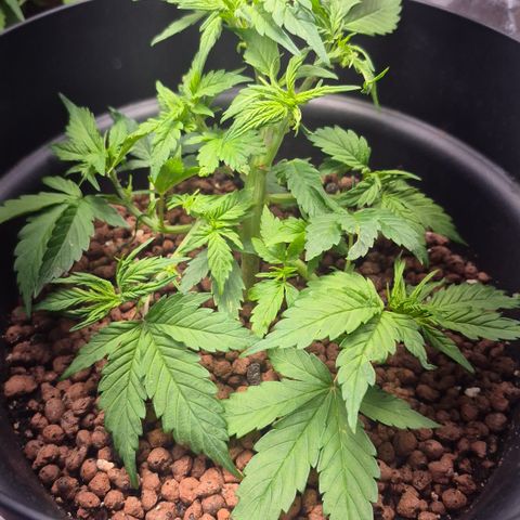 Passion Fruitz #1 growlog timeline photo