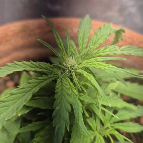 Passion Fruitz #1 growlog timeline photo