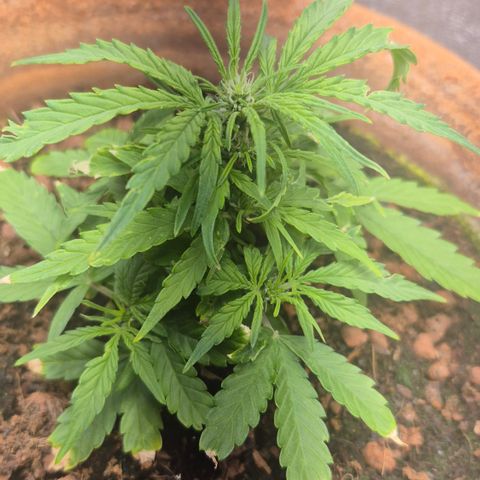 Passion Fruitz #1 growlog timeline photo