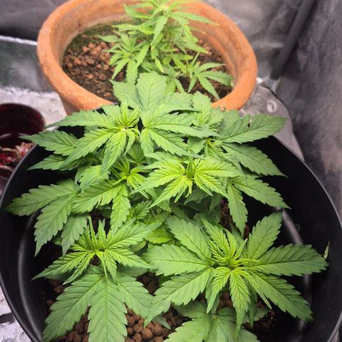 Passion Fruitz #1 growlog timeline photo