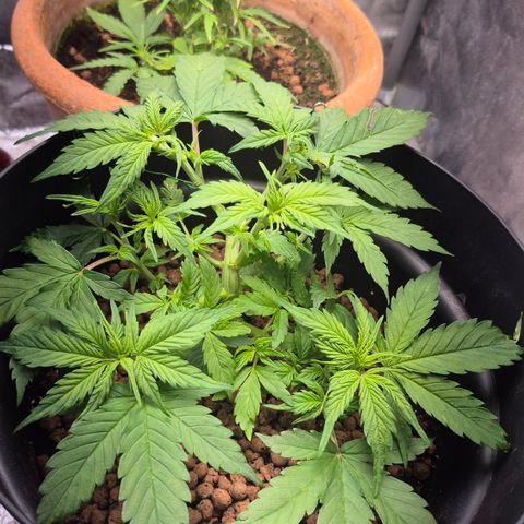 Passion Fruitz #1 growlog timeline photo