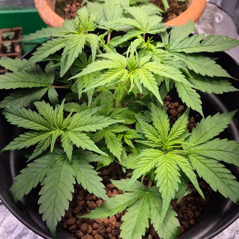 Passion Fruitz #1 growlog timeline photo