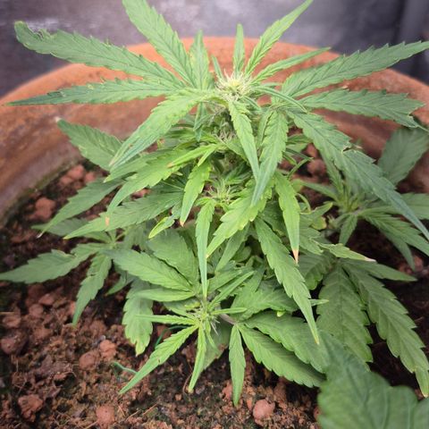 Passion Fruitz #1 growlog timeline photo