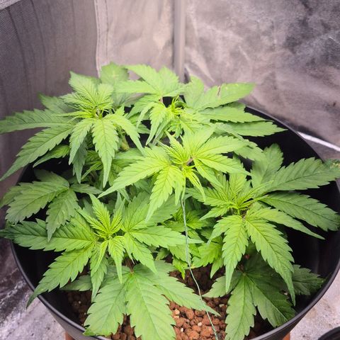 Passion Fruitz #1 growlog timeline photo