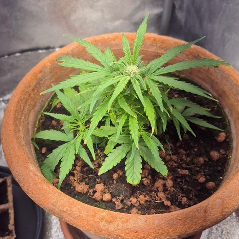 Passion Fruitz #1 growlog timeline photo