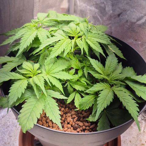 Passion Fruitz #1 growlog timeline photo