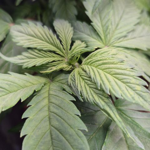 Passion Fruitz #1 growlog timeline photo