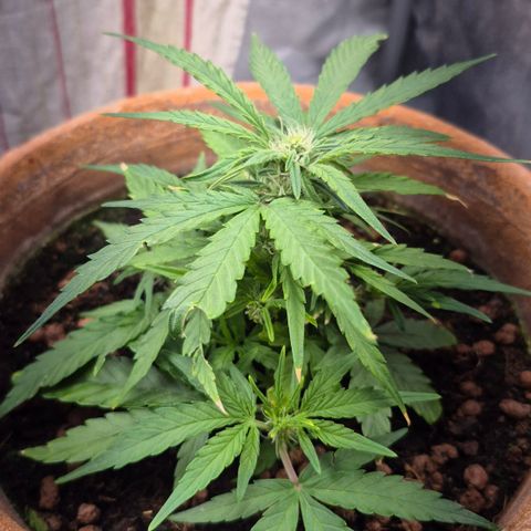 Passion Fruitz #1 growlog timeline photo