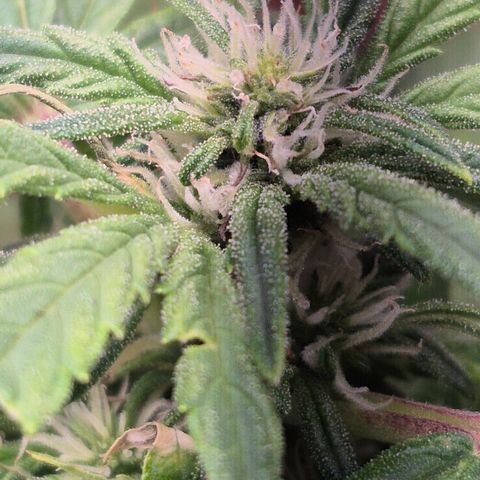 Passion Fruitz #1 growlog timeline photo