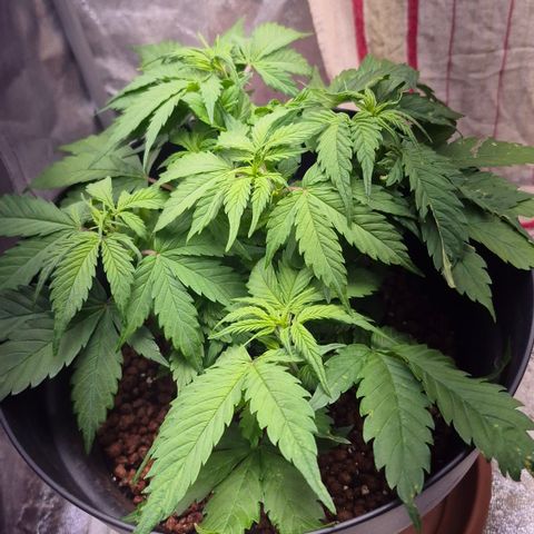 Passion Fruitz #1 growlog timeline photo