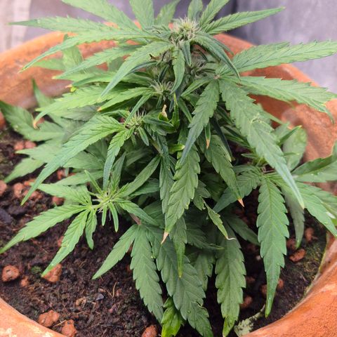 Passion Fruitz #1 growlog timeline photo