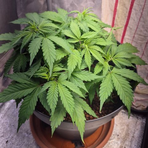 Passion Fruitz #1 growlog timeline photo