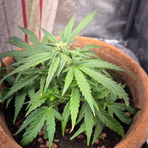 Passion Fruitz #1 growlog timeline photo