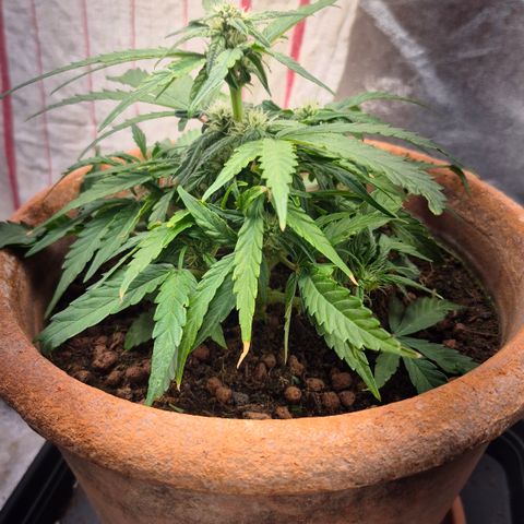 Passion Fruitz #1 growlog timeline photo